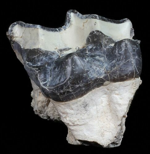 Fossil Brontotherium (Titanothere) Molar - South Dakota #50798